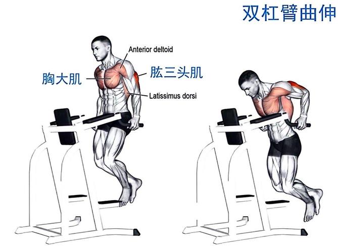 双杠锻炼身体方法_双杠锻炼上肢,屈臂撑练胸臂,注意安全 双杠锻炼身体方法_双杠锻炼上肢,屈臂撑练胸臂,注意安全