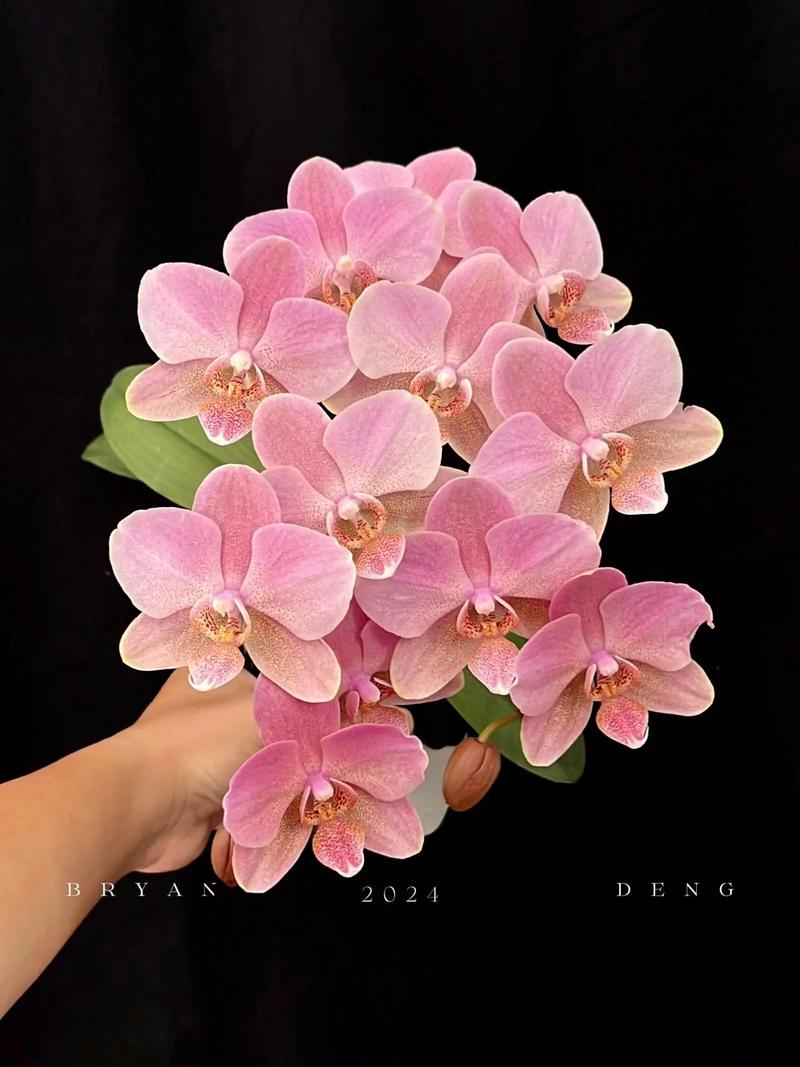 长得像化妆刷的花_奇花似粉扑,神奇植物多 长得像化妆刷的花_奇花似粉扑,神奇植物多