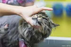 猫咬主人头发是开心吗_猫咪咬头发怎么办？