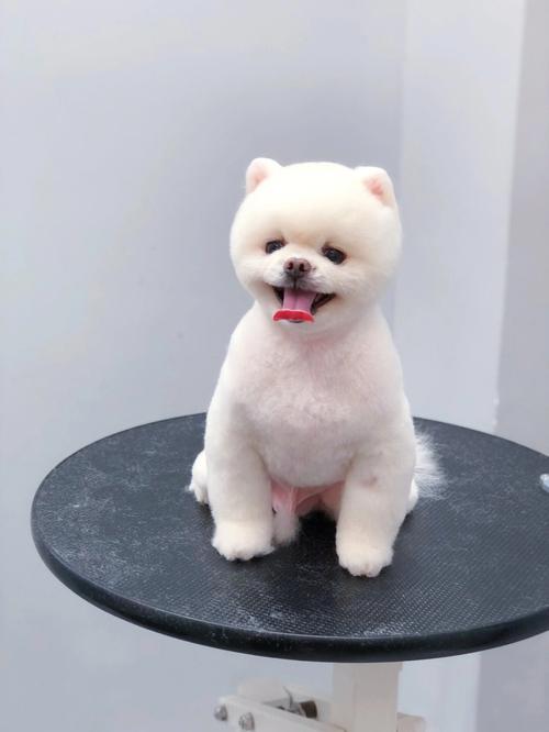 博美剪什么发型好看_泰迪熊公主裙，选对适合你家！