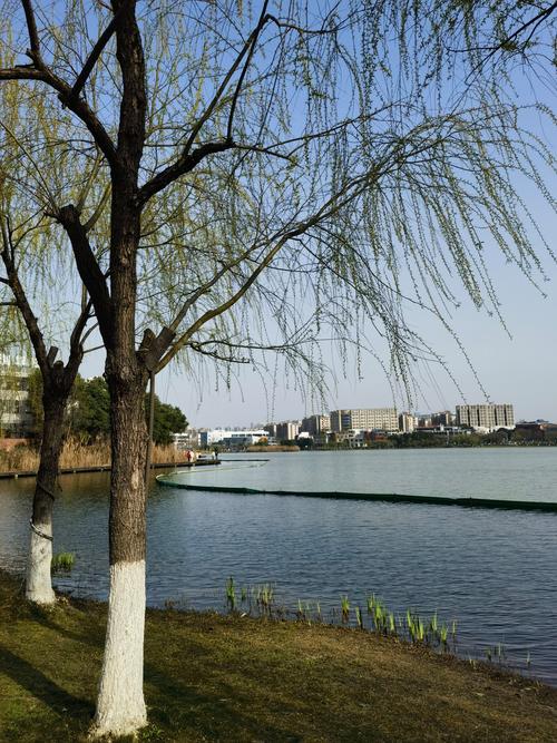 柳树的头发是什么_优雅柔韧，承载离别与希望