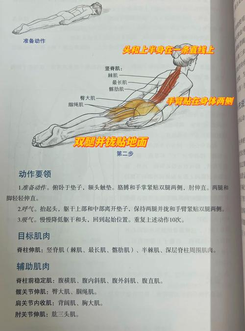 小燕飞能练背部肌肉吗_小燕飞锻炼背肌，增强力量和稳定性