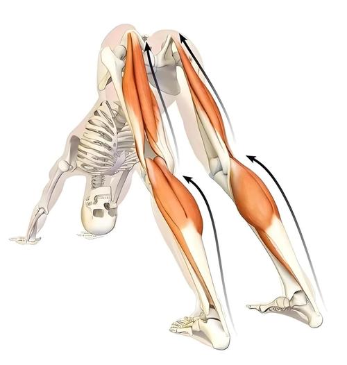 练小腿力量的动作_提踵跳器械，营养休息不能少