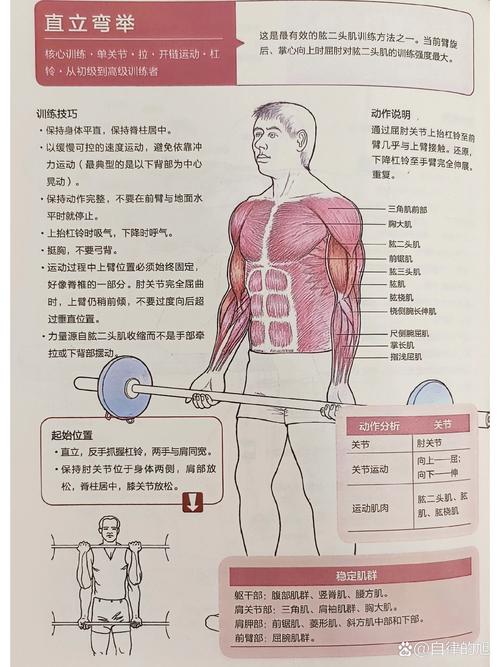 肱二头肌锻炼方法_动态热身+复合+孤立，加重量记录，恢复营养不能少