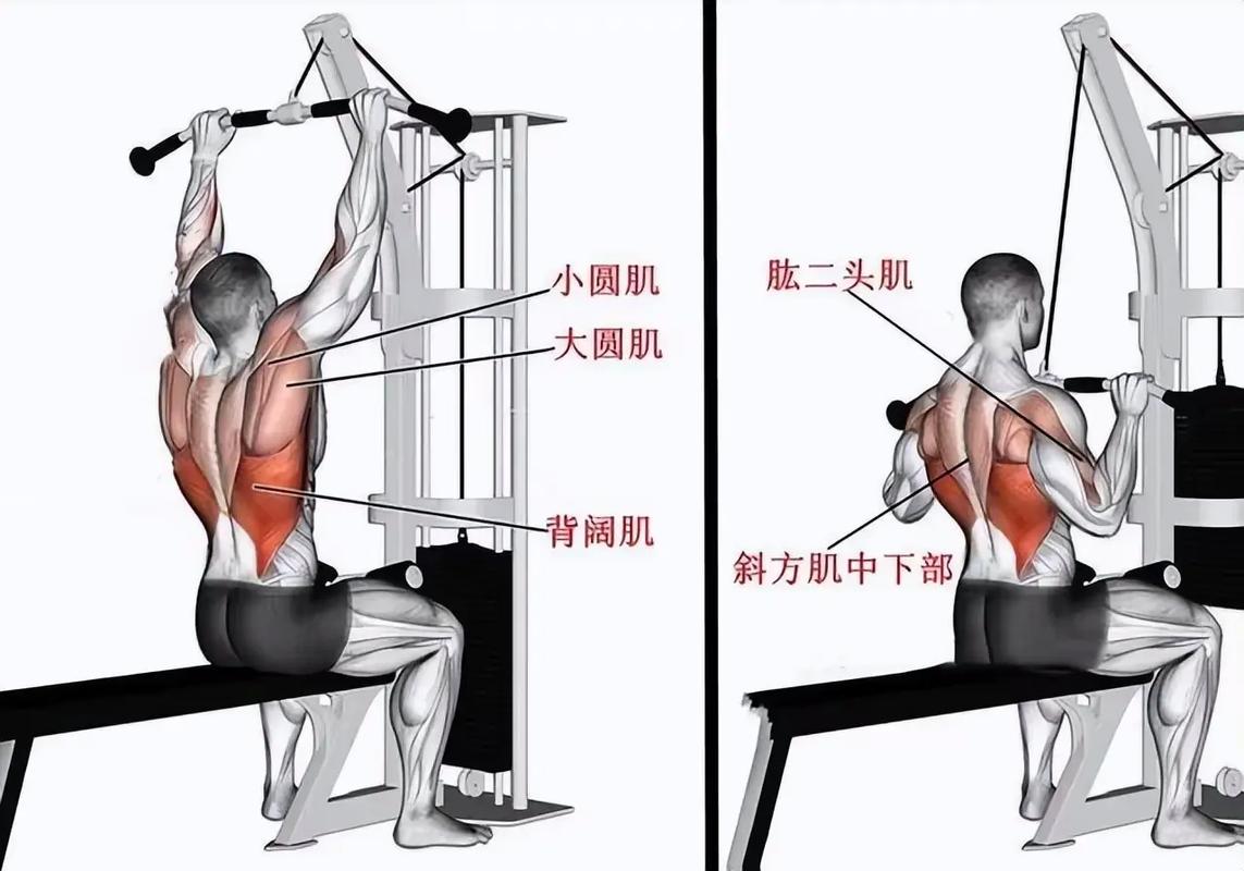 上背部训练_坐姿绳索划船练上背，挺拔身姿必备！