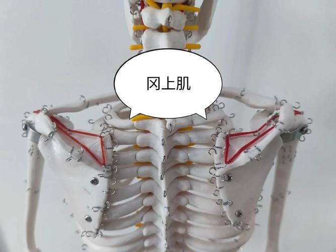 冈上肌训练10套最佳动作_冈上肌负担重惹肩痛?别怕,这样缓! 冈上肌训练10套最佳动作_冈上肌负担重惹肩痛?别怕,这样缓!