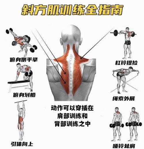 练斜方肌的10个动作_哑铃划船与拉伸 练斜方肌的10个动作_哑铃划船与拉伸