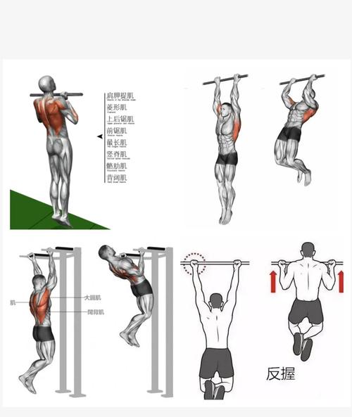 役前训练引体向上反手_反握引体向上练手臂,效果更好 役前训练引体向上反手_反握引体向上练手臂,效果更好