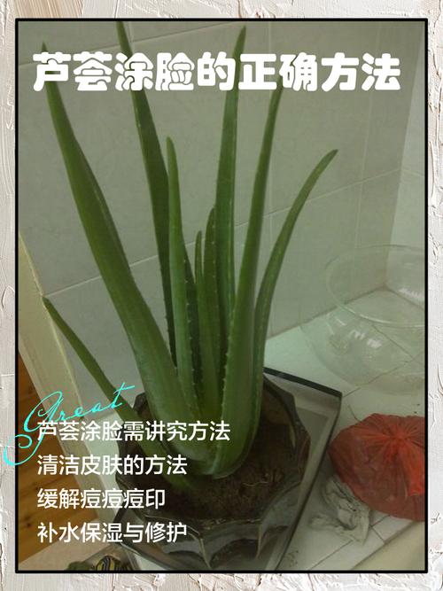 新鲜芦荟涂脸正确方法_选好叶去刺，试敏后轻涂，敷时避眼，适量洗