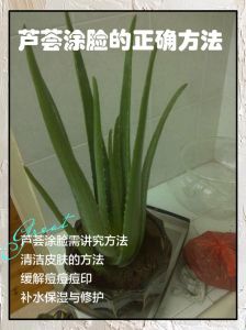新鲜芦荟涂脸正确方法_选好叶去刺，试敏后轻涂，敷时避眼，适量洗