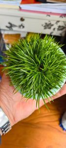 像头发一样的草_奇花异草真奇妙，自然之美令人叹