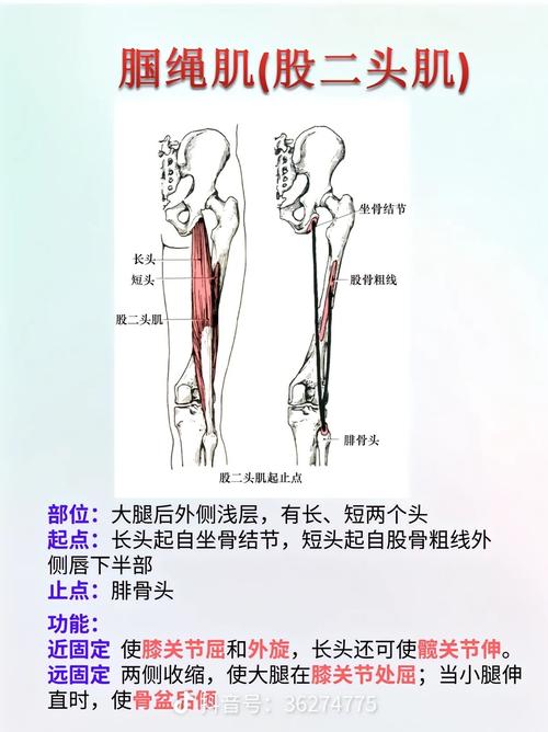 腘绳肌最简单三个动作_练好腘绳肌,跑跳蹲都不愁! 腘绳肌最简单三个动作_练好腘绳肌,跑跳蹲都不愁!