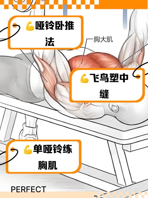 小重量哑铃能练出大肌肉吗_小哑铃燃脂塑形,增肌需大重量与蛋白质 小重量哑铃能练出大肌肉吗_小哑铃燃脂塑形,增肌需大重量与蛋白质