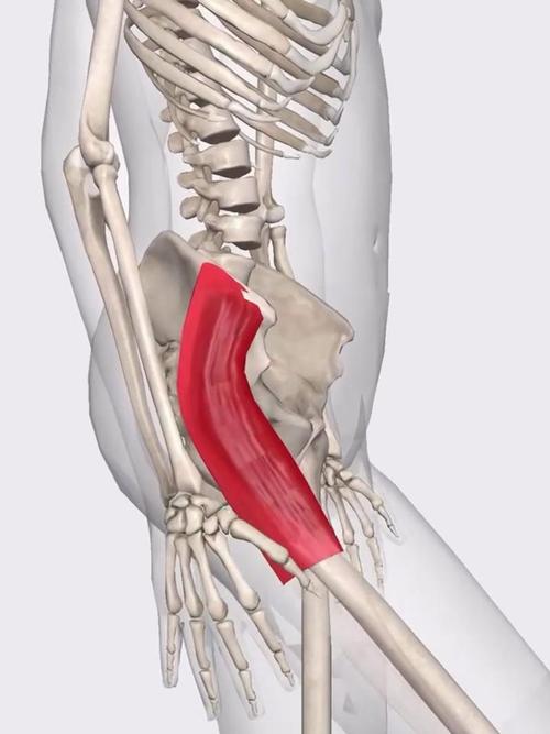 阔筋膜张肌最怕三个动作_阔筋膜张肌紧张?腰膝痛?别慌,这样练就对了! 阔筋膜张肌最怕三个动作_阔筋膜张肌紧张?腰膝痛?别慌,这样练就对了!