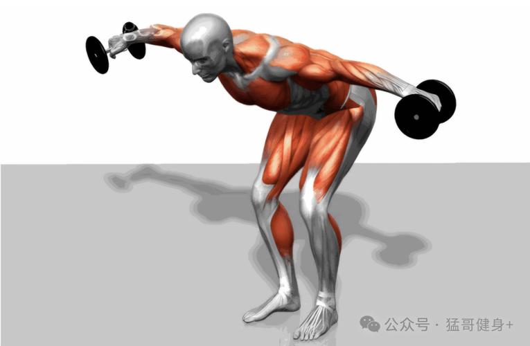 直立飞鸟锻炼什么肌肉_直立飞鸟练肩,雕刻线条又稳定 直立飞鸟锻炼什么肌肉_直立飞鸟练肩,雕刻线条又稳定