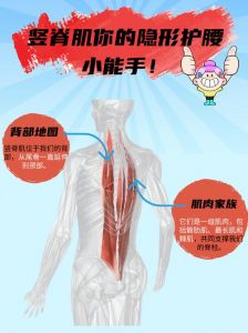 练竖脊肌最好的动作_强腰挺胸，告别腰痛驼背