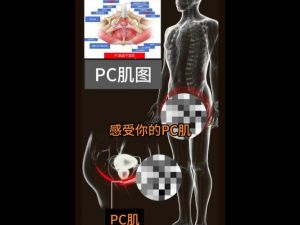 练了3年pc肌_PC肌锻炼好处多，男女皆宜注意方法