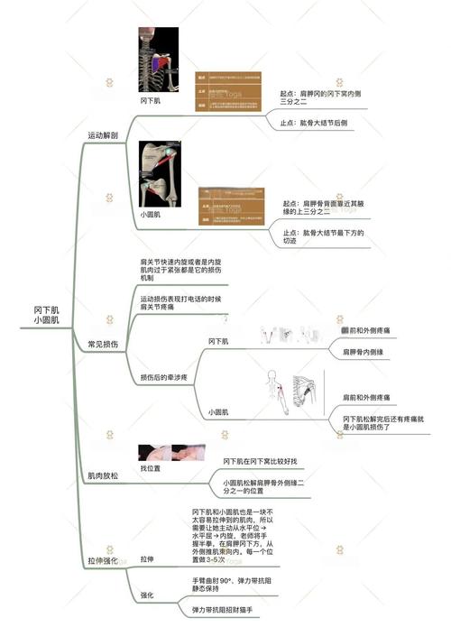 冈下肌小圆肌训练动作_冈下肌与外旋小圆肌训练及康复
