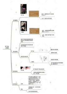 冈下肌小圆肌训练动作_冈下肌与外旋小圆肌训练及康复