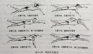 爬泳滑臂动作可以分为_入水抱水划水出水移臂，划水是核心