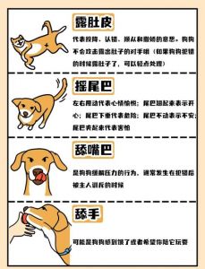 狗狗的29个基本动作_狗狗训练要短时高效，保持趣味性，增进感情