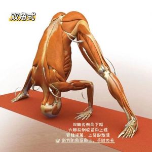 两只胳膊架着腿叫什么姿势_双人瑜伽与高级平衡术