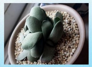 卧牛土最简单三个步骤_卧牛多肉养护全攻略