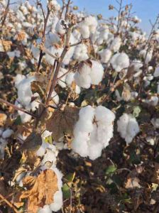 压扁的棉花怎么再蓬松起来_晒晒敲敲棉花就蓬松了