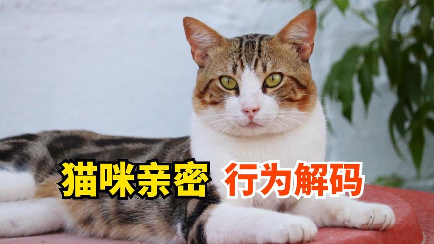 猫咪为什么会玩咬主人的头发_猫咪咬头发原因及应对方法