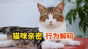 猫咪为什么会玩咬主人的头发_猫咪咬头发原因及应对方法