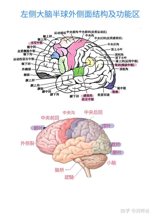 大脑组织层次的正确顺序_头骨头皮保护大脑，脑层协作功能全