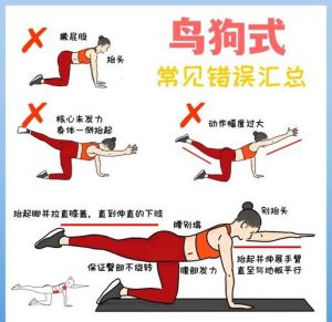 鸟狗式锻炼哪些肌肉_核心塑形，改善体态！