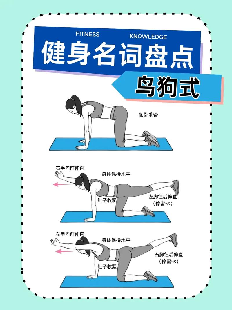 鸟狗式锻炼哪个肌肉_鸟狗式练核心，护腰椎，每周练2-3次！