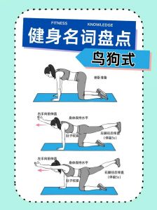 鸟狗式锻炼哪个肌肉_鸟狗式练核心，护腰椎，每周练2-3次！