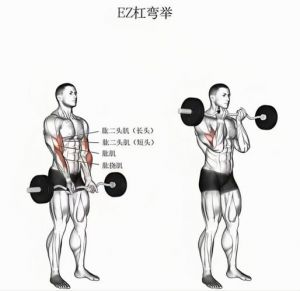 腕弯举是练哪个部位_哑铃腕弯举练前臂，握力手腕都管住！