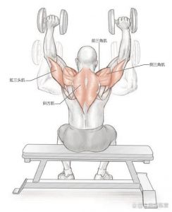 高举哑铃练什么肌肉_哑铃全身练 肩部上举 肌肉紧绷如何恢复