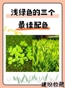 浅果绿色最佳配色表_清新高级活力个性配色！