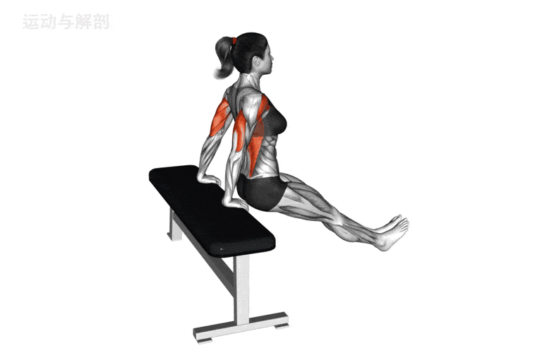 凳上臂屈伸正确姿势_练肱三头肌，手臂更壮