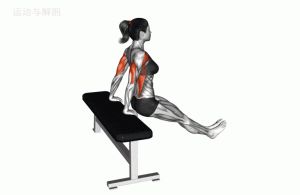 凳上臂屈伸正确姿势_练肱三头肌，手臂更壮