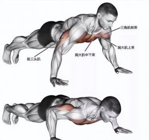 窄距俯卧撑练哪里肌肉_窄距俯卧撑练胸臂，增肌提肩先规范