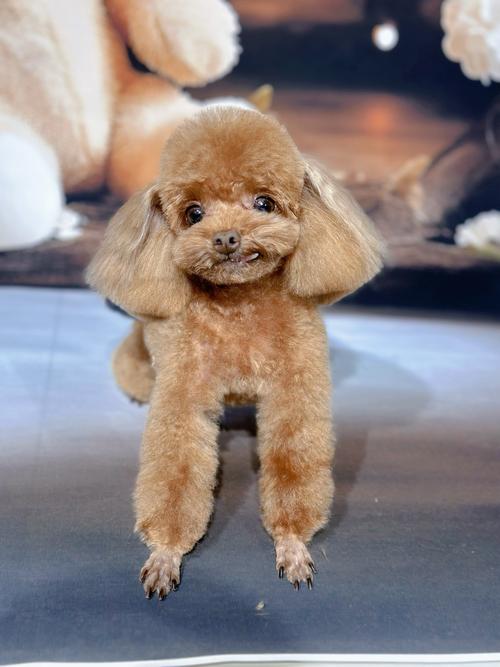 狗狗剪什么发型最简单最好看_丸子头双马尾冲天揪怎么剪？