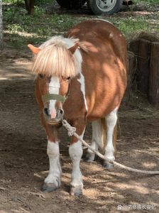 马什么发型叫什么_木马烫与马尾辫，时尚发型各有特色