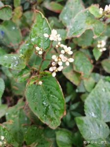 火炭母洗头发可以黑发吗_火炭母煮水洗头，或助白发变黑