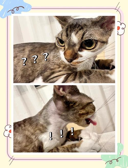 猫为什么突然咬我头发_猫咪咬头发怎么办?好奇或亲密? 猫为什么突然咬我头发_猫咪咬头发怎么办?好奇或亲密?