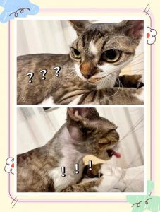 猫为什么突然咬我头发_猫咪咬头发怎么办？好奇或亲密？