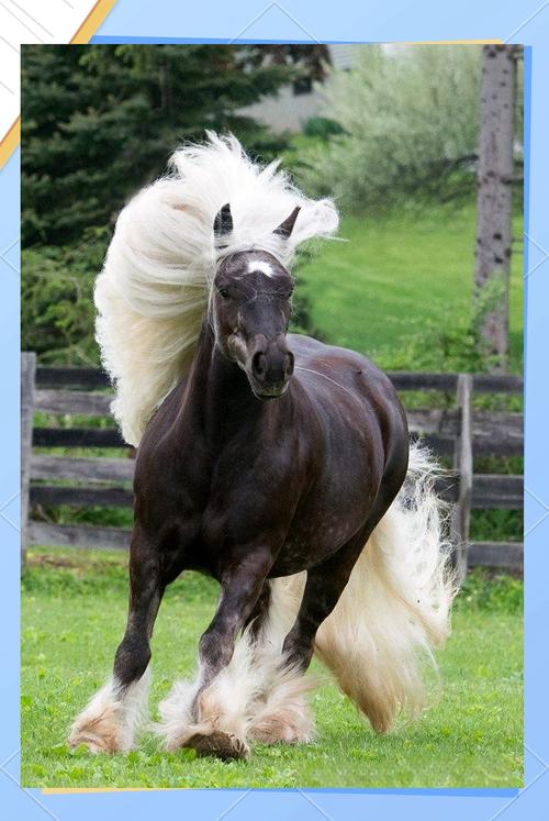 马有头发吗_活力马，长毛尾巴反映情绪