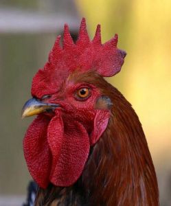 男士公鸡头发型：时尚个性，潮流必备！