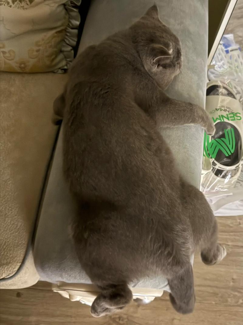 猫趴着的6种姿势_猫咪睡姿大,看出你家猫心情! 猫趴着的6种姿势_猫咪睡姿大,看出你家猫心情!