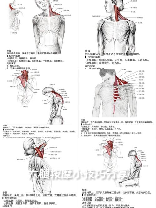 颈伸屈肌负责什么动作_预防疼痛,保护颈椎 颈伸屈肌负责什么动作_预防疼痛,保护颈椎