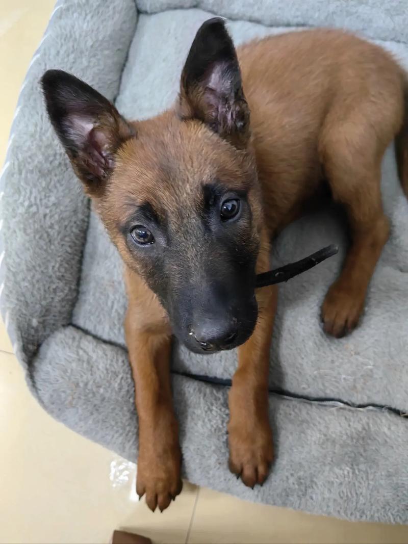 马犬头与身子的比例_忠诚工作犬，选犬关注点